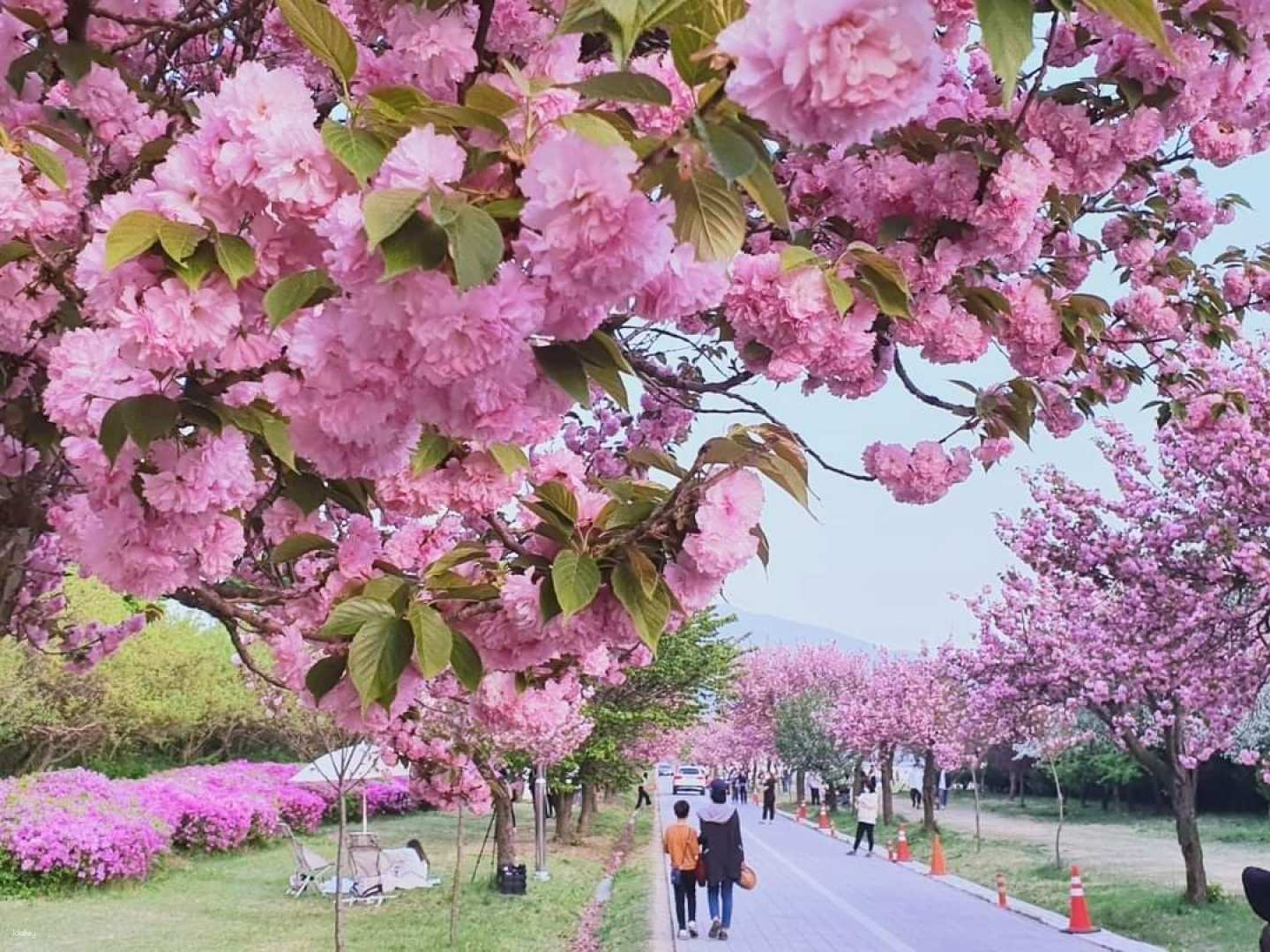 [South Korea] Hidden Emperor Cherry Blossoms, Strawberry Picking, Secret Waterfall CAFE｜All you can eat one day tour｜Departing from Seoul - Photo 1 of 10